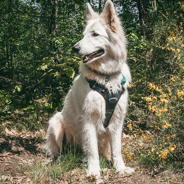 MaterYourPet® Húzásgátló Hám