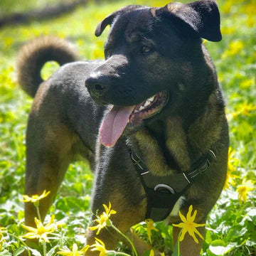 MaterYourPet® Húzásgátló Hám