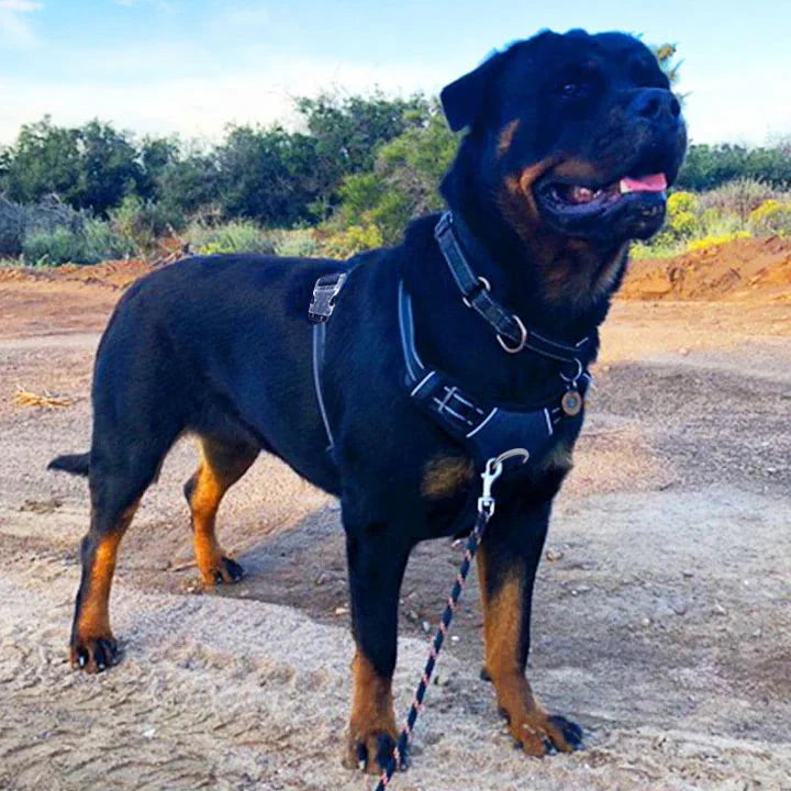 MaterYourPet® Húzásgátló Hám